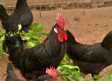 Conocemos la historia de la raza de gallinas "Negra Castellana"
