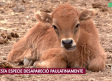 Visitamos el zoo de Lillo y averiguamos como llevan el calor los animales