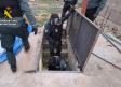 Cinco detenidos, de entre 34 y 80 años, tras el hallazgo de más de 800 plantas de cannabis sativa en tres viviendas en Albacete