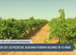 El 20 % de los pozos del Guadiana podría secarse en 10 años - 16/06/25