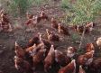 Criadero de gallinas en Fuente el Fresno
