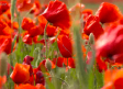 Espectacular campo de amapolas cerca de la Ronda Norte de Guadalajara