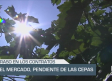 El mercado, pendiente de las cepas - 18/06/25