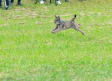 El lince ibérico, muy pronto en la finca 'El Borril', en Polán (Toledo)