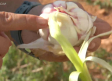 Época de recogida del ajo morado de Las Pedroñeras