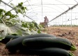 Días de mucho trabajo para los hortelanos de Frutas Pichurri