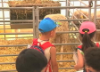 Los niños son ganaderos por un día en la Feria nacional del campo de Manzanares