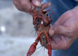 De pesca de cangrejos en el río Algodor