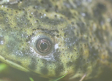 Halladas 7 nuevas especies de anfibios en Horcajo de los Montes