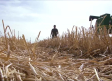 Atípica campaña de cereal en la provincia de Albacete