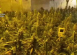 Nueve detenidos con 400 plantas de marihuana y diez kilos de cogollos en Yuncler
