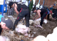Julio, esquila a sus 1.900 ovejas para afrontar el verano