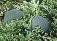 Aumenta la superficie cultivada de sandía y melón en la región
