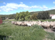 Los Casa Cuevas, ovejas y abejas en Tamajón