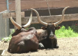 Una nueva vida en el Bioparque de La Rocha, en Alborea