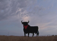 El toro de Osborne de La Sagra ya tiene su pañuelo de San Fermín