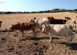 Las carnes de Pecados de San Bernardo, del campo a la mesa