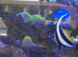 Coral Fish, tienda especializada en crear ecosistemas acuáticos