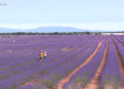 Brihuega luce sus campos de lavanda