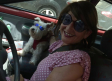 Viajar en el coche con perros o gatos