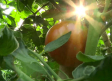 Los famosos tomates del Real de San Vicente (Toledo)
