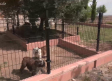 Residencia canina "La Martina" en Casarrubios del Monte