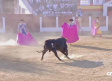Toros desde Pozuelo de Calatrava (19/07/2025)