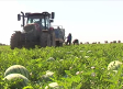 Se estima que la campaña del melón y la sandía en la región será similar a la del año pasado