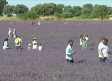 Récord de turistas en Brihuega coincidiendo con la floración de los campos de lavanda