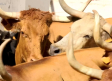 La vaca enmaromada, protagonista de las fiestas de La Puebla de Montalbán
