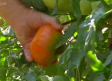 Recogemos los famosos tomates de Liétor