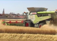 La producción del cereal ha experimentado un incremento del 18% al 20%