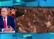 50.000 gallinas sacrificadas para controlar el brote de gripe aviar en una granja avícola de Toledo
