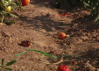 Denuncian robos en huertas de Herencia: se han llegado a llevar mil kilos de melones