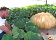 La calabaza más grande de Guadalajara