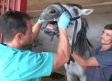 Los caballos también necesitan un dentista