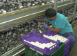 Villalgordo de Júcar, líder en producción de champiñones