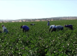 Se buscan trabajadores para recoger la berenjena de Almagro