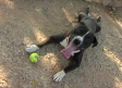 En verano aumentan los casos de abandono de perros
