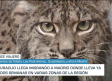 Uraclio, un lince que comenzó su vida en libertad en los Montes de Toledo, se muda a Madrid