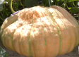 Una calabaza de 450 kilos en Marchamalo