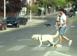 El peligro del asfalto caliente para los perros