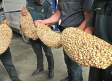Intervienen 430 kilos de caracoles silvestres destinados a la venta ilegal en Albacete