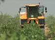 Comienza la vendimia de chardonnay en Villarrobledo (Albacete)
