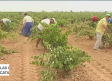 Bolsa de empleo de vendimiadores en Campo de Criptana
