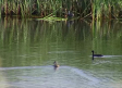 Récord histórico de aves en las Tablas de Daimiel