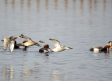 El Parque Nacional de Las Tablas de Daimiel registra un récord histórico en el censo de aves acuáticas