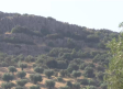 Doscientos vecinos de Mora, Toledo, defienden que por sus terrenos no pasa ninguna vía pecuaria