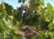 El calor adelanta el comienzo de la vendimia en Castilla-La Mancha