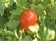 Cata de tomates en Fuentealbilla